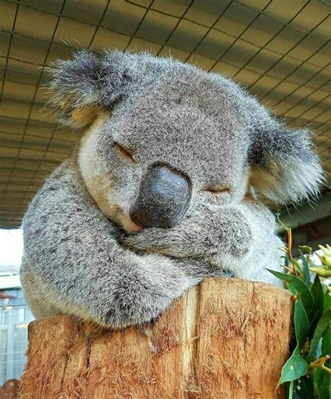 Napping Koala | Koala, Koalas, Koala bear