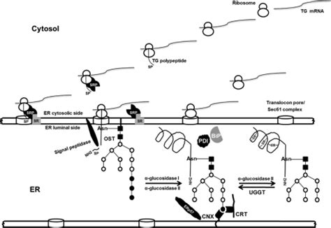 Thyroglobulin Structure, Function, and Biosynthesis | Oncohema Key