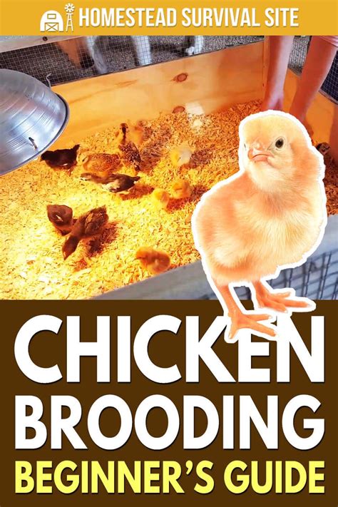 Chicken Brooding Beginner's Guide