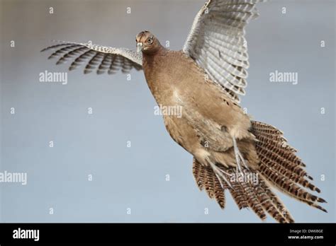 Hen pheasant hi-res stock photography and images - Alamy