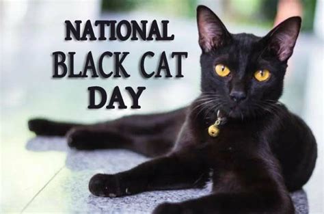 Pin by Tara Schneider on Cats, Cats, Cats! | National black cat day ...