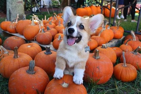 Corgis and Pumpkins: A Casting Call! - The Daily Corgi