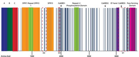 3 The primary structure of RyR1 and its domains. | Download Scientific ...