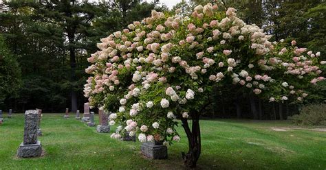 How to Shape Your Hydrangea into a Tree | Gardener’s Path