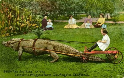 MetroPostcard Topicals A | Alligator, Vintage postcard, Postcard