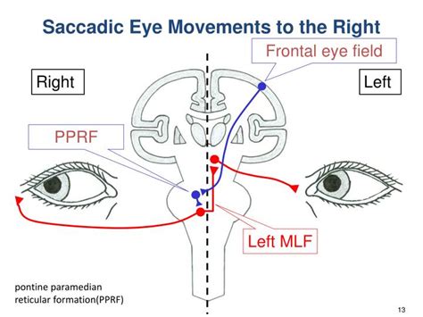 PPT - Vestibular System PowerPoint Presentation - ID:2378670