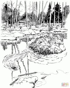 Beaver Dam Drawing at GetDrawings | Free download