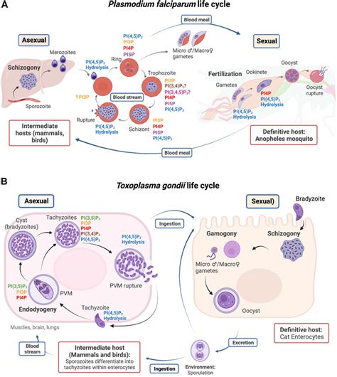 Frontiers | Regulation of phosphoinositide metabolism in Apicomplexan parasites