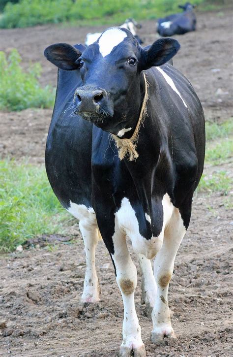 cow, dairy, farm, animal, milk, bovine, agriculture, livestock, dairy farm, holstein | Pxfuel