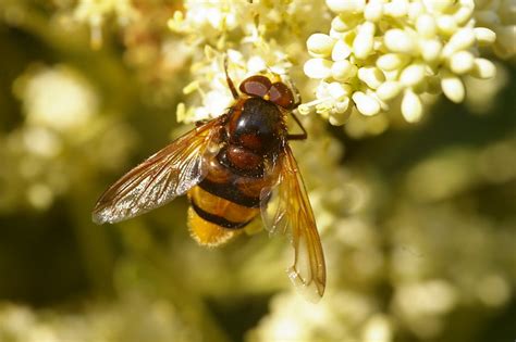 Hoverflies - Nature Guide UK