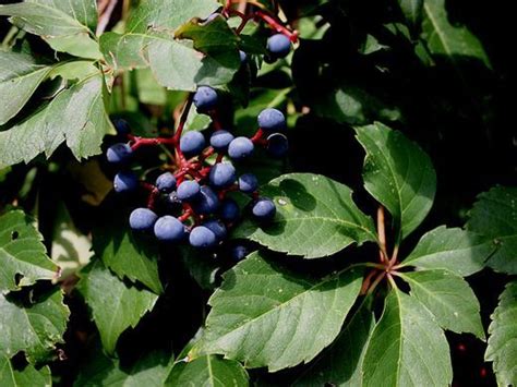 Virginia Creeper Berries toxic to humans but good for birds Virginia Creeper, Plant List ...