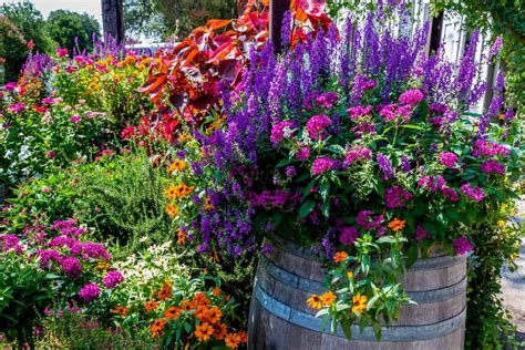 Potted Flowers That Don T Need Much Sun at stevekmitchell blog