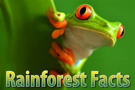 The Amazon Rainforest Facts Ks2 | Frank Chamberlain