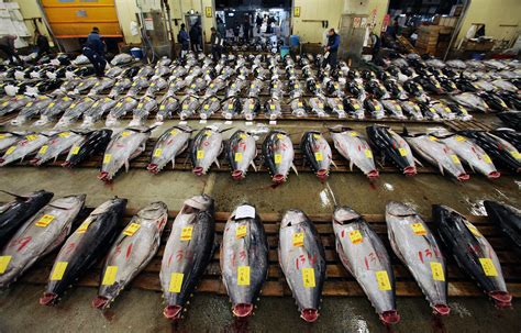 Countries Pledge To Recover Dwindling Pacific Bluefin Tuna Population | NCPR News