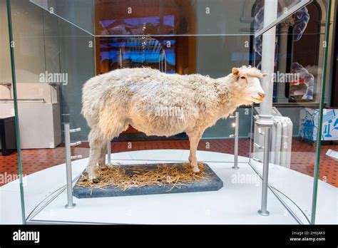 Dolly sheep cloned first hi-res stock photography and images - Alamy