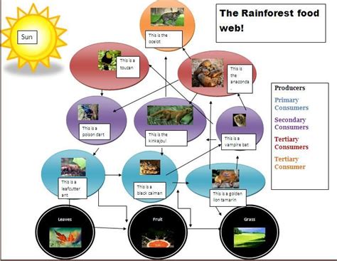 tropical rainforest food web - Google Search | July themes ... … | Rainforest food web ...