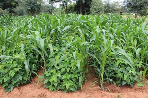 Maize+Cowpea intercropping system | Download Scientific Diagram