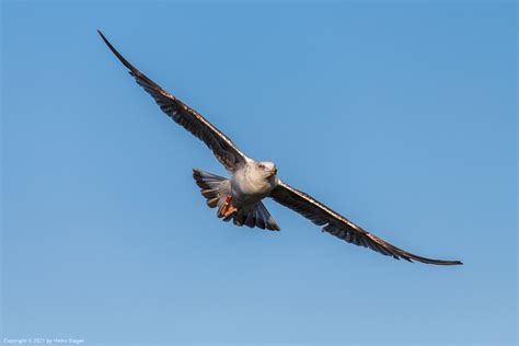 Israel Bird Photography Tours - The Israel Guide Photo Tours