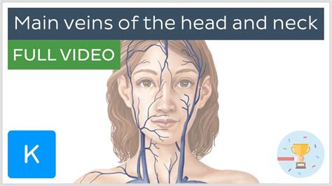 FULL VIDEO: Main veins of the head and neck - Human Anatomy | Kenhub ...