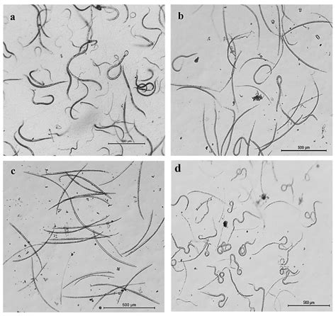 Stereoscopic microscope photographs of Bursaphelenchus xylophilus... | Download Scientific Diagram