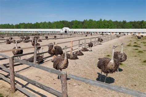 Premium Photo | Ostrich farm