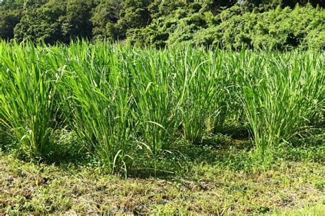 Zizania Latifolia Manchurian Wild Rice Harvesting. Stock Photo - Image of meal, nature: 260019370