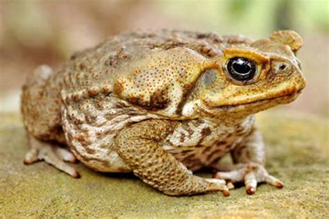 Iconic: Ms Cook says the cane toad is associated with Queensland. [File photo] - ABC News ...