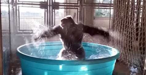 Spunky Gorilla Can't Contain Himself When He Steps In The Swimming Pool (Video) - Relay Hero