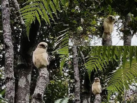 Endangered 'Io, native Hawaiian hawk, breeds only on Hawaii Island Io ...