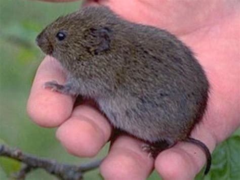 Types of Voles: Common Vole Species in the United States