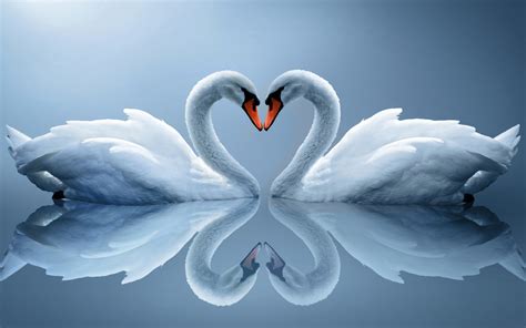 Swan Heart Drawing at PaintingValley.com | Explore collection of Swan ...