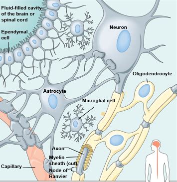 Types Of Neuroglial Cells