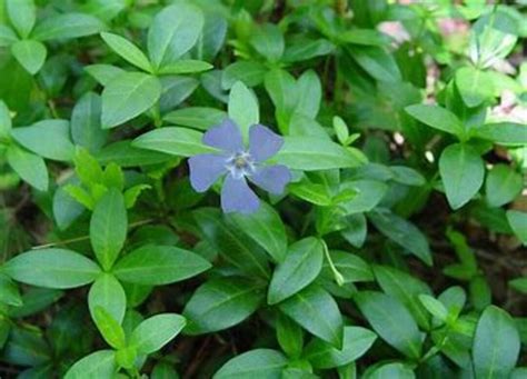 Vinca Minor Plants Bare-root - Etsy