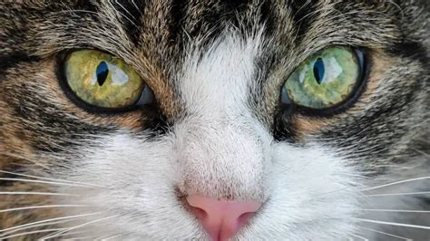 Conjunctivitis in Cats: Symptoms, Treatment & Prevention | World Cat Finder