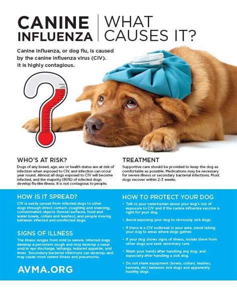 Canine Influenza Iinformation | Animal Hospital Of Hasbrouck Heights