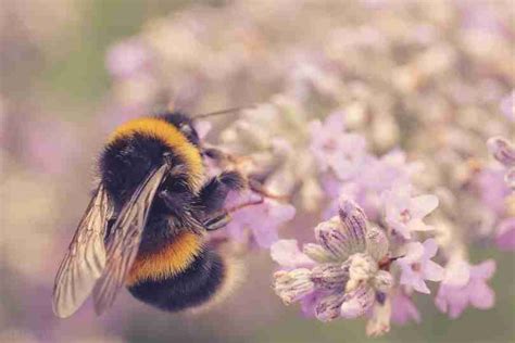 Indirect effects of drought on bumblebee pollination of common charlock ...