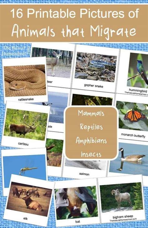 16 Printable Pictures of Animals that Migrate - The Natural Homeschool