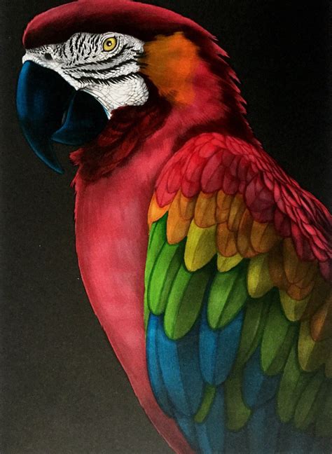 Jolie dessin ! Parrot Drawing, Parrot Painting, Birds Painting ...