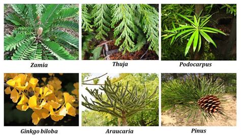 Types Of Gymnosperm Plants