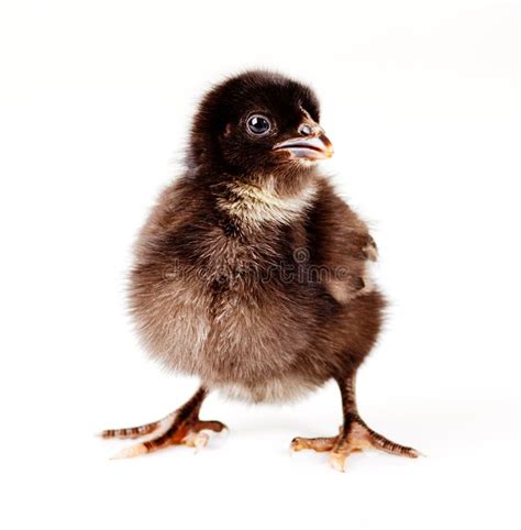 Cute Black Baby Chicken Royalty Free Stock Photography - Image: 29543837