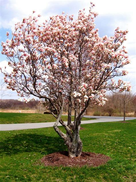 Facts About the Tulip Magnolia Tree - StumpBustersLLC