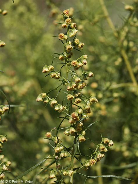 Artemisia dracunculus (Tarragon): Minnesota Wildflowers