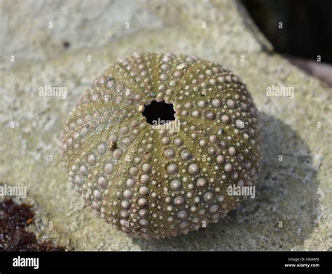 Sea Urchin Spines