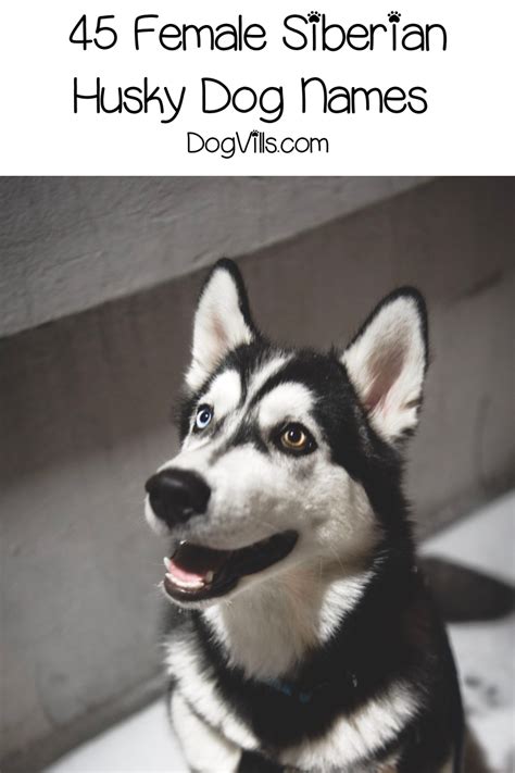 90 Spectacular Siberian Husky Dog Names - DogVills