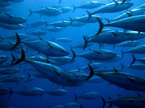 Why And When Is World Tuna Day Celebrated? - WorldAtlas