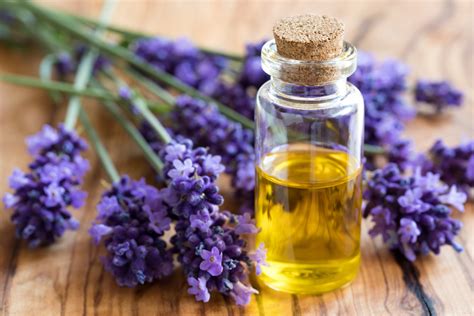 Lavender Relieves Anxiety, Studies Reveal | NaturalHealth365