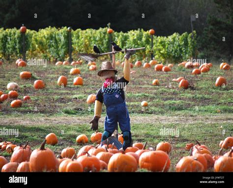 Scarecrow in the Pumpkin Patch Stock Photo - Alamy