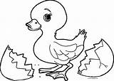 Small Baby Duck Broken Egg Coloring Page  Wecoloringpagecom sketch template