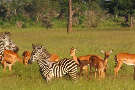 Mikumi National Park - Travel to Mikumi in Tanzania