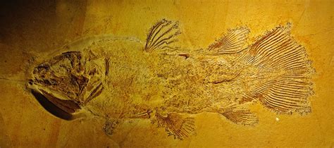 The Coelacanth: South Africa's scientific discovery of a living fossil